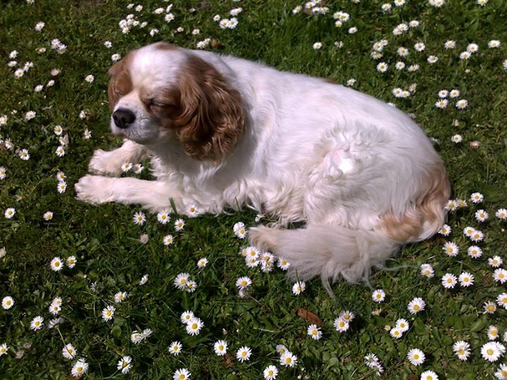 RIP Barnaby.  Good boy.   