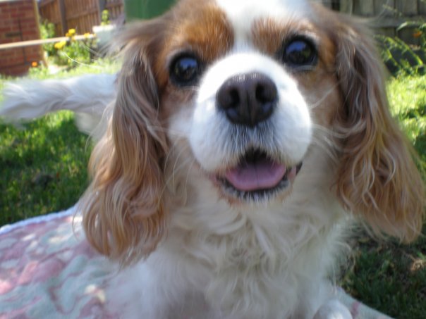 Even though he's 12 he still looks like a little puppy. 